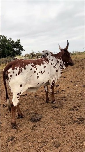 Price per arroba of heifer! #cattlebreeder
