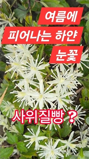 하얀눈꽃!! 사위를 사랑하는 장모의 역대급 방법 ㅋㅋ #사위질빵 시골한걸음 #73 #들꽃 #야생화