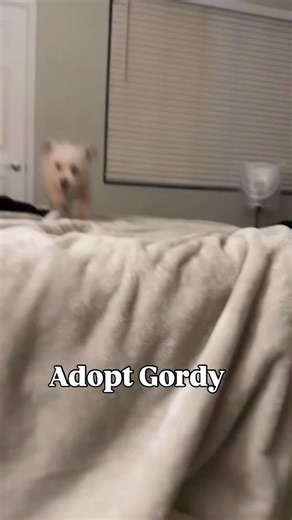 ADOPT GORDY ❤️‍🩹 aka “Dirty Dee-Doh” Gordy, or as I like to call him, Dee- Doh, is patiently waiting for someone to take one look at his big, dark eyes and rotund little body and say “I CAN’T LIVE WITHOUT HIM” 🤩 That’s what he deserves. That’s what I want for him. Before coming to our rescue, Gordy lived a life of abuse and neglect. He was confiscated from a hoarding situation, brought to the shelter for emergency medical care and then road tripped it out here to Phoenix where he has been heal