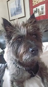 Charlee, 2 yrs old in Richmond KY... | Cairn Rescue USA