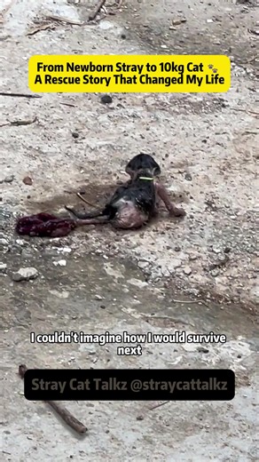 From Newborn Stray to 10kg Cat 🐾 A Rescue Story That Changed My Life This is the true story of a newborn kitten rescued from the cold, lying on bare concrete while ants surrounded him. His umbilical cord wasn't even cut, his cries were fading, and survival seemed impossible. This kind of scene happens more often than people realize - just like abandoned kittens found behind stores or sidewalks in U.S. cities, Florida neighborhoods, or quiet parking lots across America. Against all odds, this ti