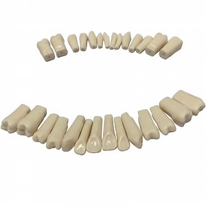 [Hot Item] LK-OS202 32pcs Frasaco Similar Teeth Replacement Screw-in Restorative Training
