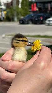 2.7K reactions · 151 comments | Daisy the duck laid her eggs on our...