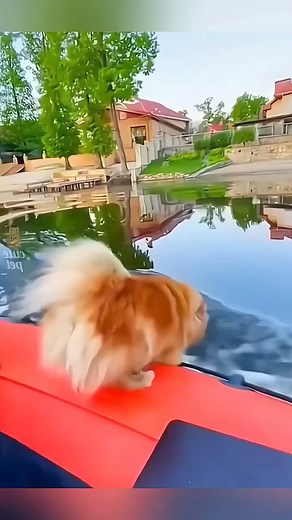 6.1K views · 175 reactions | 浪浪浪 | Daily Animal Funnies | Facebook