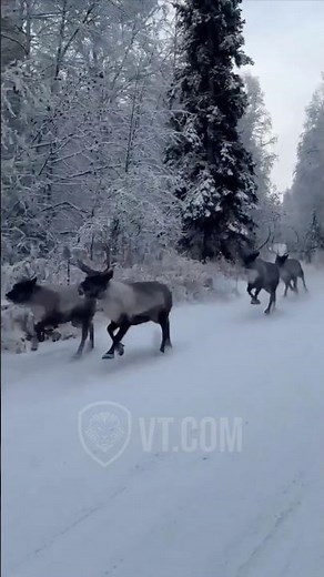 Angry Reindeer LOSES It on His Crew! 🦌🤬