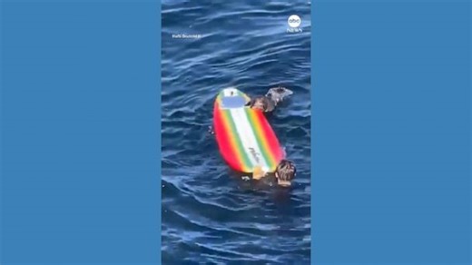 Otter commandeers surfboard off California coast