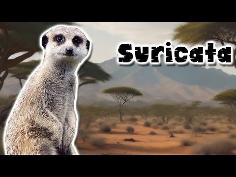 Suricatas: Las valientes guardianas del desierto en acción - Documental de animales