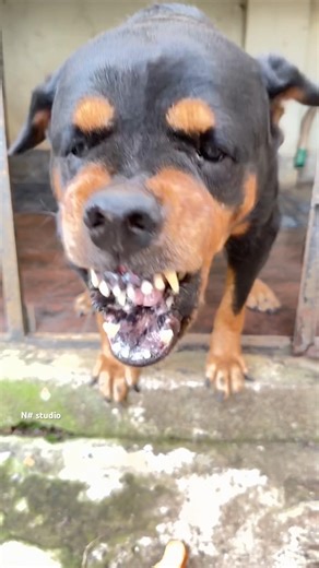 Angry Rottweiler barking sounds #rottweiler #petsempire #pets #barkingsound #cute #dogsound