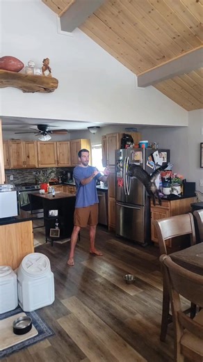 He's going the distance! Pan-flip guy does it pretty good, but so does Trunks! follow for more! #cat #catsoftiktok #fyp #foryoupage #fypシ゚viral