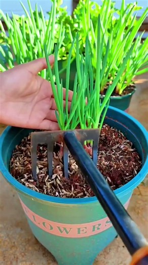 How to Plant Green Onions in Pots! 🧅🌱 #Shorts #viral