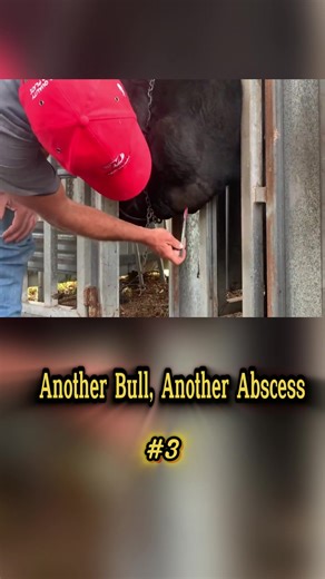 Another Bull, Another Abscess !!#horse #trim #forge #fyp #usa