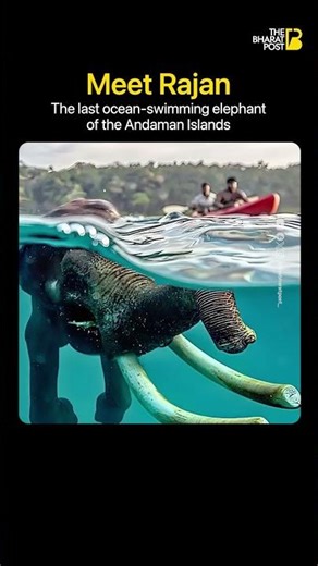 Meet Rajan: The Last Ocean-Swimming Elephant of the Andaman Islands | The Bharat Post