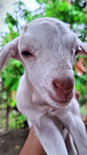 baby goat sounds 💕#animals