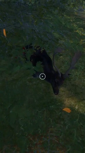 Goodnight Little Buddy|| Fallow deer