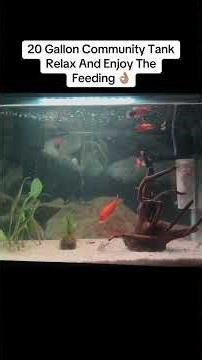 20 Gallon Fish Aquarium Relaxing Feeding 🙁👍🏾 #fishaquarium #fishtank