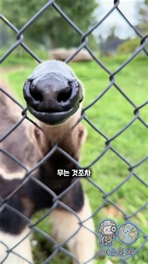 어수룩해 보이는 이 동물의 충격적인 반전