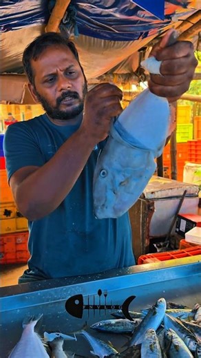 How to clean and catch a leatherjacket fish without a knife#leatherjacketfish#fishmarket