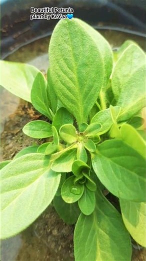 Pinching of Petunia plant 🍃 #Petunia #gardenplants #shortvideo