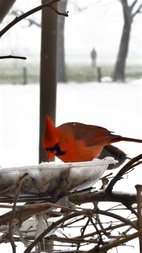 9K views · 905 reactions | The Cardinal — a whisper from heaven. #CardinalBeauty #birdlovers #birdlife #fblifestyle #cardinal #vairalreels #redcardinal | Cardinal Bird Community | Facebook