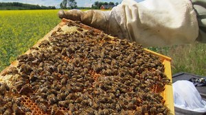 Study: Insecticide Is Killing Wild Bees