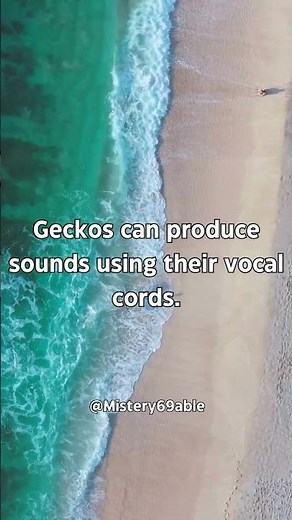 Geckos: The Singing Lizards