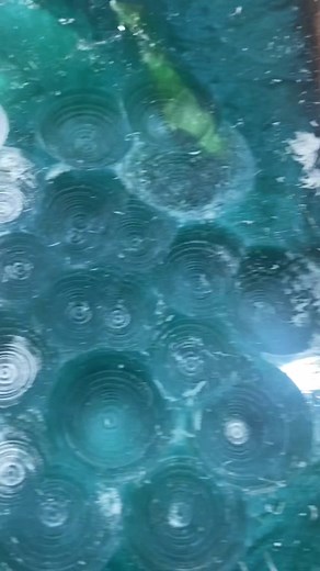 The Donkey on TikTok