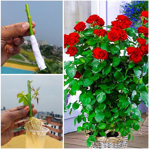 Simple & easiest way to grow rose plant at home roof || The cutting method of home gardening | Dian Creative