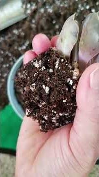 How to Transplant Succulents