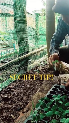 How to Separate Crowded Seedlings (Without Killing Them)