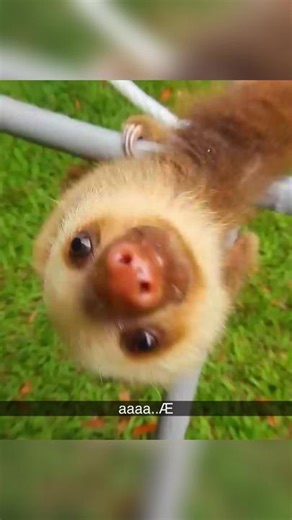 #sloth #funny #memes #funnyvideos