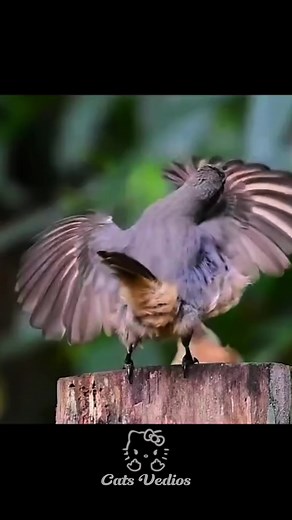 ‏Spotify playlist in bio🔊🔥#foryoupagе #phonk #funk #fyp