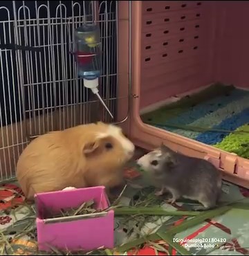 21K views · 1.7K reactions | Always want what the other is currently eating although there are plenty of good stuff all over the ground . Also, that little pull at the end 藍 (Video credit to Instagram page guineapig20180420: www.instagram.com/guineapig20180420) | Guinea Pig Zone | Facebook