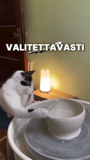 Tämä kissa teki saviruukkuja ❤️🐱🏺