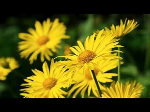 Selected Verses - Surah 44 (ad-Dukhan) - Verses 8-14