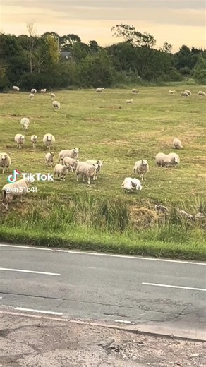Video shows a whooper swan chasing and battling a sheep demonstrating their fierce protective instincts as a ewe and lamb are encroaching on its nesting grounds, triggering an attack. #swan #sheep #gwentlevels #michaeljconnorsphotography #swanfight