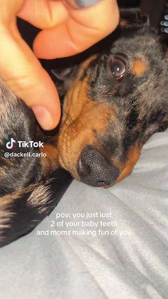 hes just so cute without his little teeth 🦷 #dogteething #dappledachshund #puppylife #english #fyy