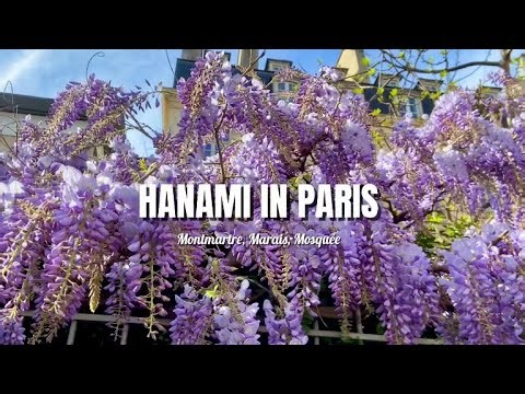 【パリVlog】春にしか逢えない紫の貴婦人|モンマルトルとマレ散策|モスクでランチ | Paris au printemps | Glycine à Montmartre & Marais