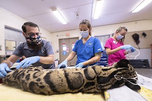 Endangered Clouded Leopard Undergoes Diagnostic Exams at Zoo Miami for Ongoing Health Issues