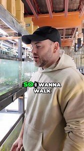 We've been talking all things easy plants for a shrimp tanks this week, and this is #3 - Java Fern! 🌿 Be sure to watch our previous shorts, and click the link to watch the FULL video ▶️ Watch the FULL video ▶️ https://youtu.be/oITJf8shWxo Shop Java Fern https://flipaquatics.com/products/java-fern Other Helpful Links: 👨‍👩‍👧‍👦 Unlock exclusive content & perks — Join the Aquarium Club! Join here 👉 https://www.youtube.com/channel/UCwqXcfzaWIkNPtvlYuLb1Dg/join 👾 Join our Flip Fam on Discord — 