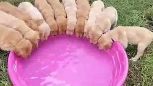88K views · 2.6K reactions | Throwback to our very first litter! This was the first time I introduced the "giant water bowl" to the pups  | SW Retrievers | Facebook