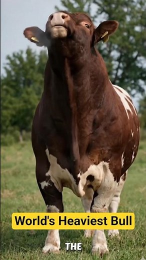 4,300 LB BULL?! 😱 Biggest Bull in the World!
