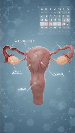 Female Reproductive System Explained in 3D | Anatomy, Organs & Functions | Medical Animation