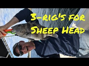 3 Rigs for Sheep Head Fishing - How to Carolina rig for sheepshead