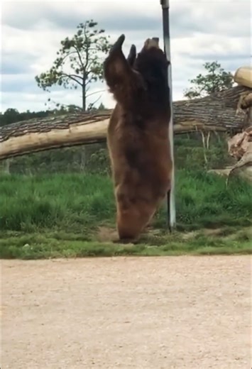 Itchy Bear 🐻 Rubbing His Back on a Pole Funniest Wildlife Moment | Pole Dancing Bear #bear #shorts