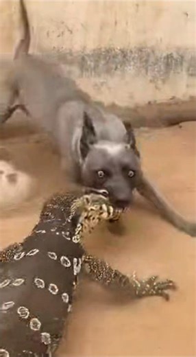 The mother dog lashed out at the monitor lizard that was bothering her puppies #cat #dog #animals