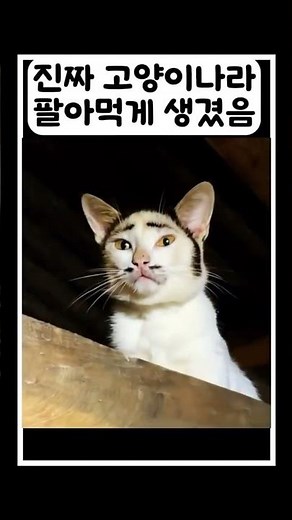 매국로 이완용 닮은 고양이라는데ㅋㅋㅋ#고양이#고양이영상