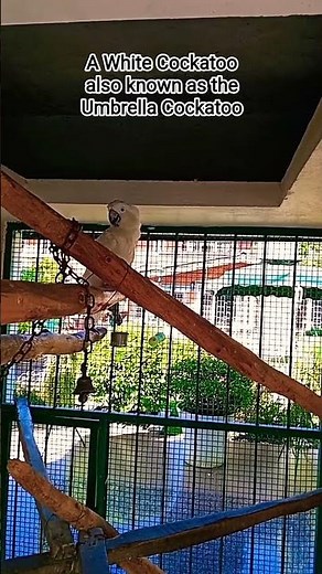 A White Cockatoo || Umbrella Cockatoo