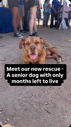 A senior dog arrived at our rescue just a few days ago…and she’s dying. Meet Gertrude. This sweet 12 year old found herself in a shelter and on the euthanasia list after spending her life getting used for breeding. Because she was never spayed, she has a massive mammary tumor and is now hospice with only months to live. We are so grateful that our amazing volunteer Grace is giving her a second chance and showing her what love, safety, and comfort feels like. Gertrude, like so many of our Old Sou