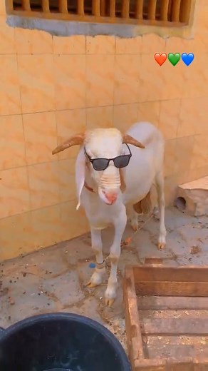 Même mouton 🐑 | Eric irie