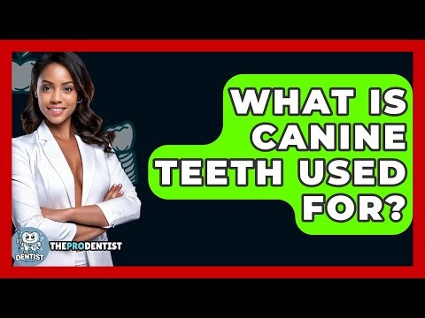 What Is Canine Teeth Used For? - The Pro Dentist